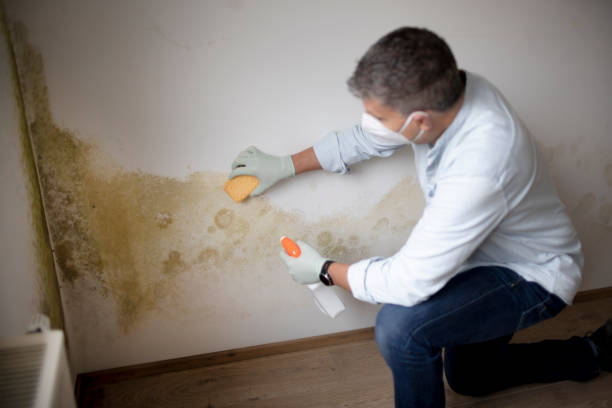  , PA Mold Removal Pros